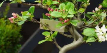 Дерева в мініатюрі: в ботсаду Києва відбудеться безкоштовна виставка, – ФОТО