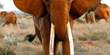 У Габоні слони розтоптали американського мільйонера під час полювання