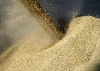 Єгипет дав обіцянку Зеленському і хоче більше українського зерна