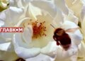 Прогноз погоди на тиждень 25–31 травня 2026 року