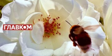 Прогноз погоди на тиждень 25–31 травня 2026 року