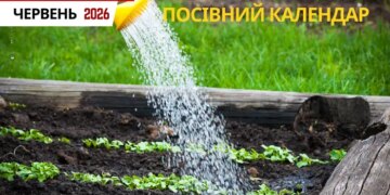 Посівний календар на червень 2026: час активного догляду, повторних посівів та боротьби за майбутній врожай