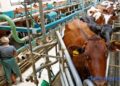 В Україні у квітні скоротилося виробництво молока