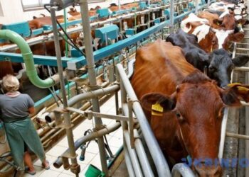 В Україні у квітні скоротилося виробництво молока