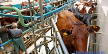 В Україні у квітні скоротилося виробництво молока