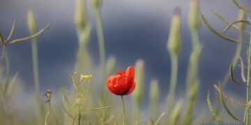 Сьогодні у Києві та області прогнозують грози