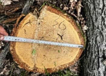 Незаконна рубка 150 дубів у заказнику: лісівник на Полтавщині отримав підозру