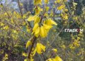 В Україні дощі, град: погода на 19 травня