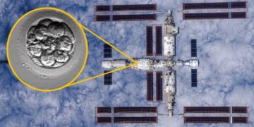 Вчені перевіряють, як штучні ембріони поводяться в умовах космосу