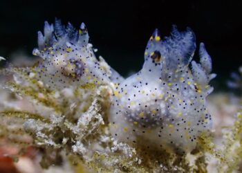 Вчені відкрили новий вид мініатюрного морського слимака