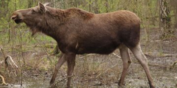 На Чернігівщині браконьєри вбили лося з Червоної книги