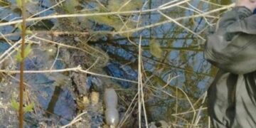 Отруєна річка: під Києвом зафіксували масштабне забруднення