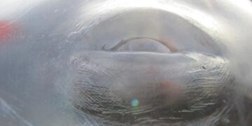 Знахідка, яка шокувала вченіх: у кита знайшли гарпун із XIX століття