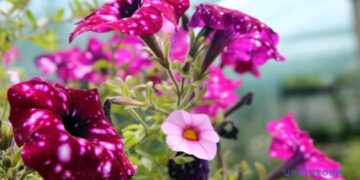 В Україні у вівторок прогріє до +23°, переважно без опадів