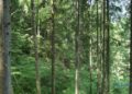 Держава компенсуватиме відновлення лісів на звільнених територіях
