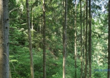 Держава компенсуватиме відновлення лісів на звільнених територіях