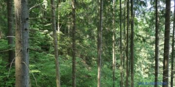 Держава компенсуватиме відновлення лісів на звільнених територіях