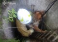 На Обухівщині рятувальники дістали собаку з глибокого колодязя
