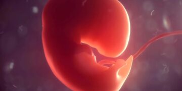 Вчені створили модель людського ембріона, яка самостійно формує органи