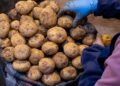 Картопля з Єгипту – кожна третя тонна: чому імпорт у 2025 році досяг рекорду