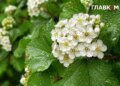 Після спеки – комфортне тепло й місцями грози: погода на 25 липня 2026 року