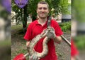 У Києві зоозахисники зняли з дерева екзотичну змію: як вона туди потрапила (відео)