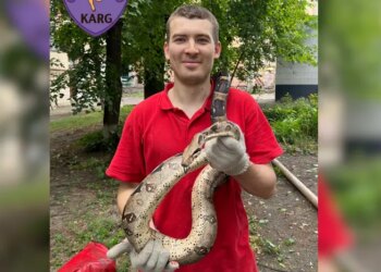 У Києві зоозахисники зняли з дерева екзотичну змію: як вона туди потрапила (відео)