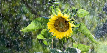 У понеділок в Україні до +32°, подекуди пройдуть дощі та грози