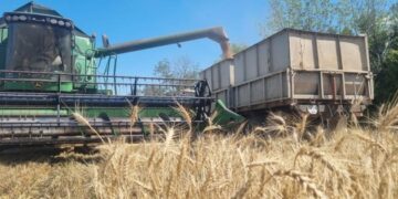 Аграрії Донеччини обмолотили ранні зернові на 60% площ