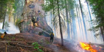 Вчені знайшли несподіваний спосіб врятувати гігантські секвої