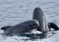Морський монстр, перед яким відступають косатки: хто панує у глибинах