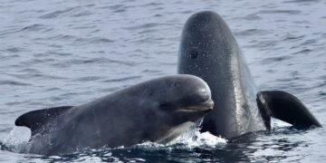 Морський монстр, перед яким відступають косатки: хто панує у глибинах