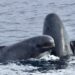 Морський монстр, перед яким відступають косатки: хто панує у глибинах