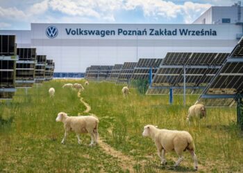 Компанія VW замінила газонокосарки стадом овець