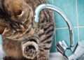 Вода у Києві може різко подорожчати: назвали нову суму за кубометр