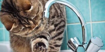 Вода у Києві може різко подорожчати: назвали нову суму за кубометр