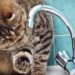 Вода у Києві може різко подорожчати: назвали нову суму за кубометр
