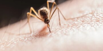 Новий експрес-тест точно виявляє віруси, що переносяться комарами