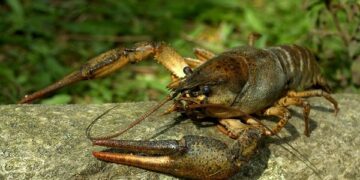 Раків більше не ловимо: на Київщині стартує сезонна заборона