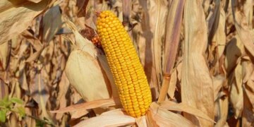 Фермери масово відмовляються збирати врожай однієї культури: названо причину