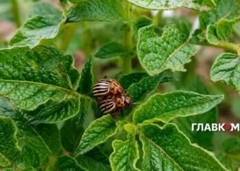 Такого не було 30 років. На волинських городах зафіксовано унікальну аномалію з картоплею