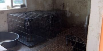 У Києві відкрили кримінальну справу щодо неналежного утримання доберманів у розпліднику