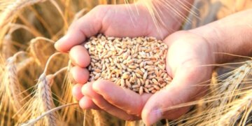 Експорт пшениці з України може впасти