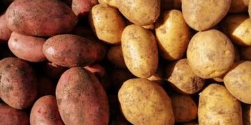 Врожай картоплі в Україні. Експерти зробили сумний прогноз