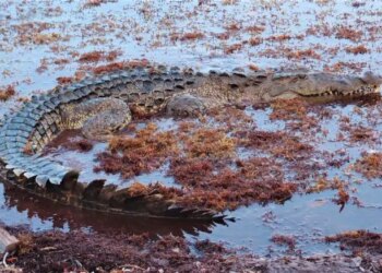 Гігантські крокодили були головними хижаками Південної Америки мільйони років тому