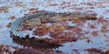 Гігантські крокодили були головними хижаками Південної Америки мільйони років тому