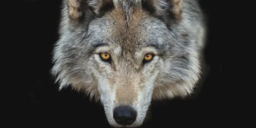 Вчені відстежували 4500 тварин і виявили дивовижний вплив людини