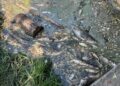 Вода з водойм Борщагівки: що показали перші аналізи після загибелі трьох тонн риби