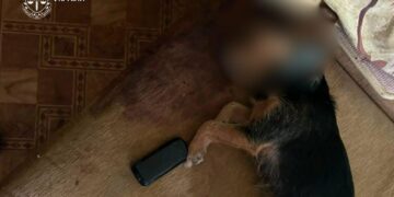 Сусіди почули скавуління: у Києві собаку викинули з четвертого поверху