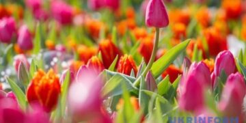Митні платежі від імпорту квітів з початку року перевищили мільярд гривень
